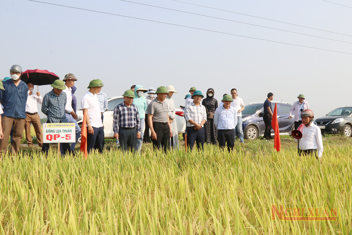 Giống lúa Hà Phát 3 và QP5 cho năng suất cao ở Nghi Xuân